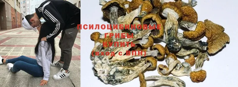 Галлюциногенные грибы MAGIC MUSHROOMS  где купить наркоту  Лесосибирск 